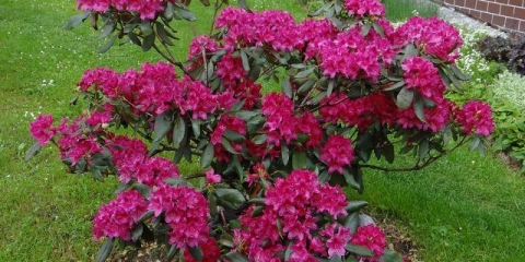 Rhododendron nova zembla: opis, zimska otpornost, sadnja i njega